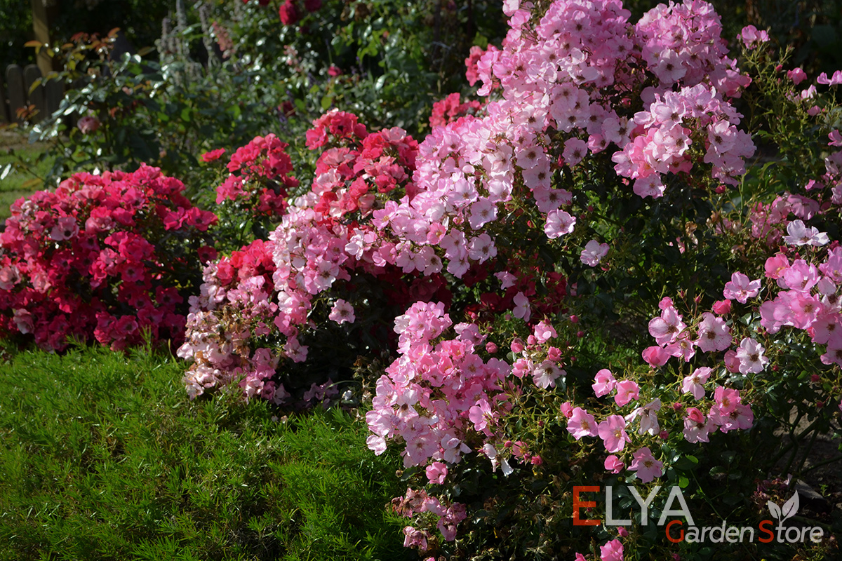 Куст розы Фортуна достаточно компактен и не превышает в высоту 50-60 см - фотография
