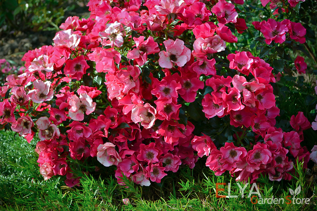 Роза Розита - потрясающе обильное и продолжительное цветение в течении всего сезона - фото питомника Elya Garden