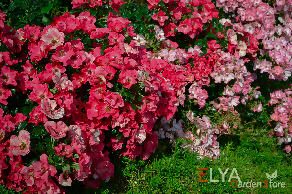 Роза Розита - все оттенки розового на простых цветах, которые густо покрывают куст - фотография Elya Garden
