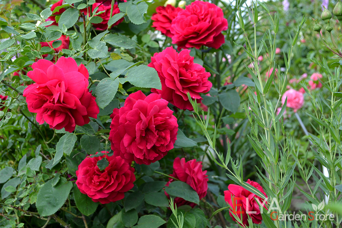 Роза флорибунда леонардо да Винчи - отличный сорт с ярким цветением - фото питомника саженцев Elya Garden 