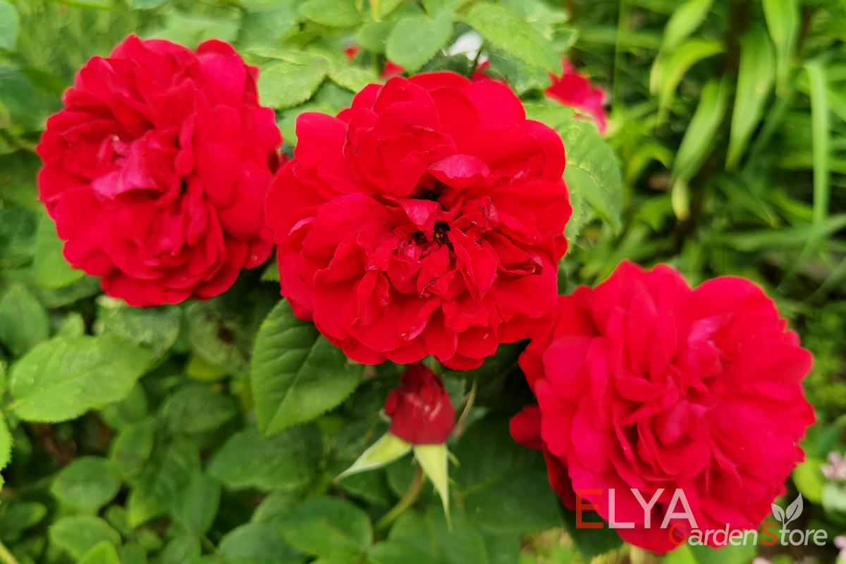 Насыщенные красные тона на лепестках розы леонардо да Винчи - фотография Elya Garden