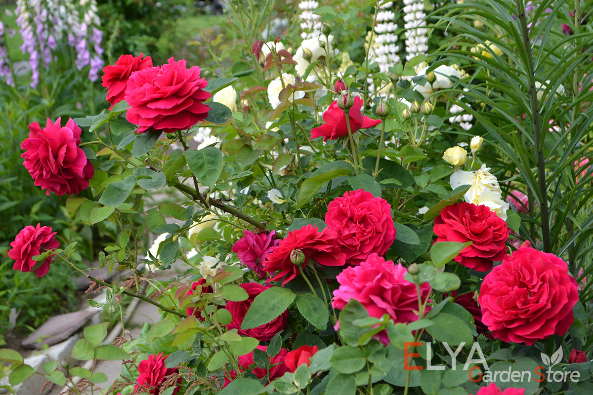 Саженцы розы леонардо да Винчи, корнесобственные, возраст - 1 год в питомнике Elya Garden