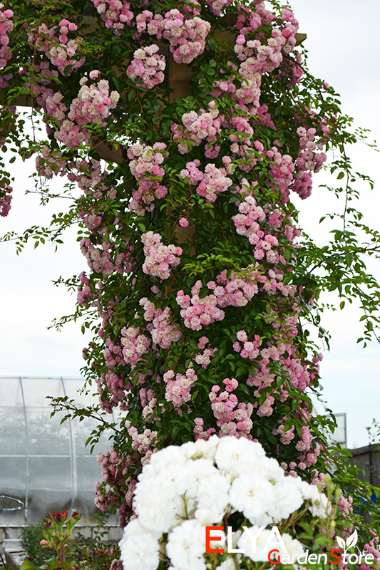 Распустившиеся раньше цветы плетистой розы Утигорд Фоллс сначала становятся бледнее, а затем окрашивается в легкий зеленоватый оттенок - фотография