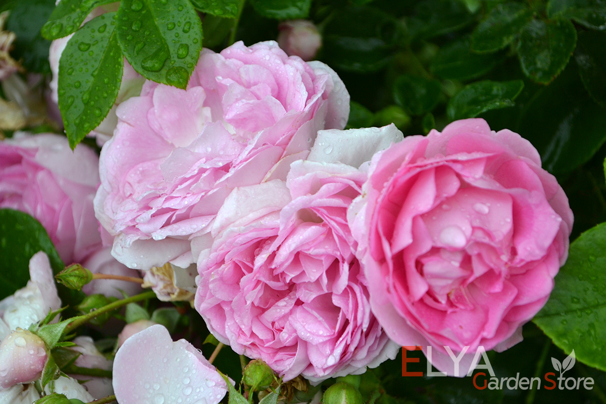 Саженец розы Жасмина - необыкновенно пышно цветущая плетистая роза с тонким ароматом яблока - фото магазина Elya Garden