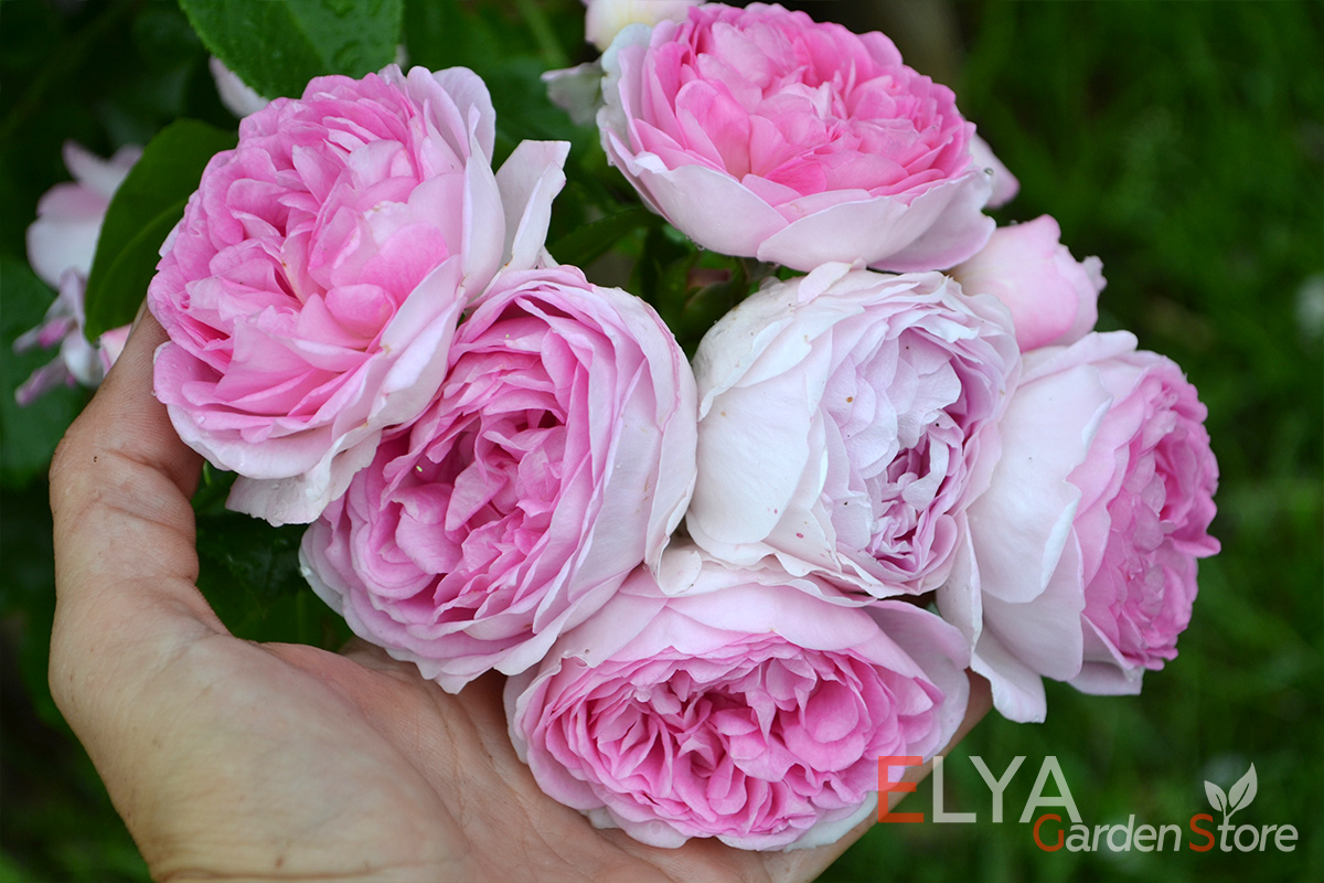 Розу жасмина трудно сравнивать с другими плетистыми розами - это действительно выдающийся сорт, который никого не оставит равнодушным - саженцы в магазине Elya Garden - фото