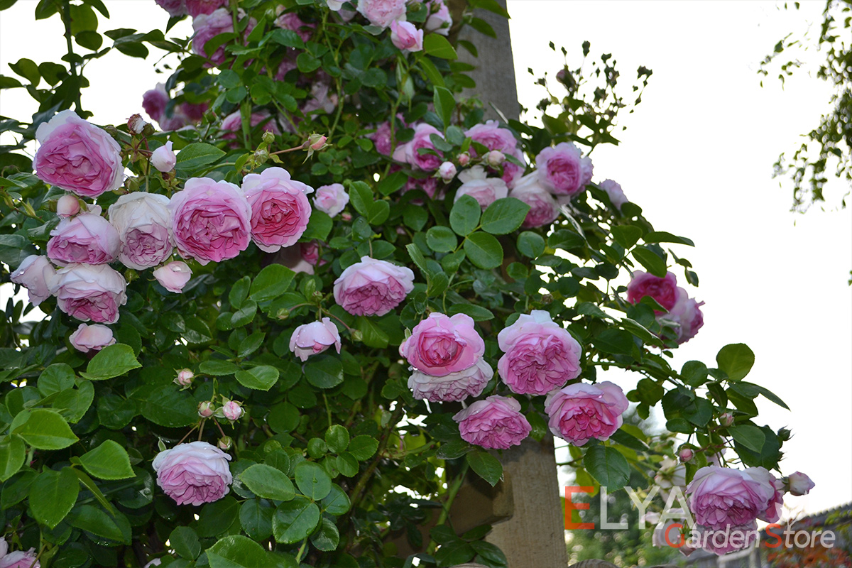 Большая часть распустившихся бутонов розы Жасмина повернуты вниз, но при достаточно высоком росте это уже не кажется недостатком - фото магазина саженцев Elya Garden
