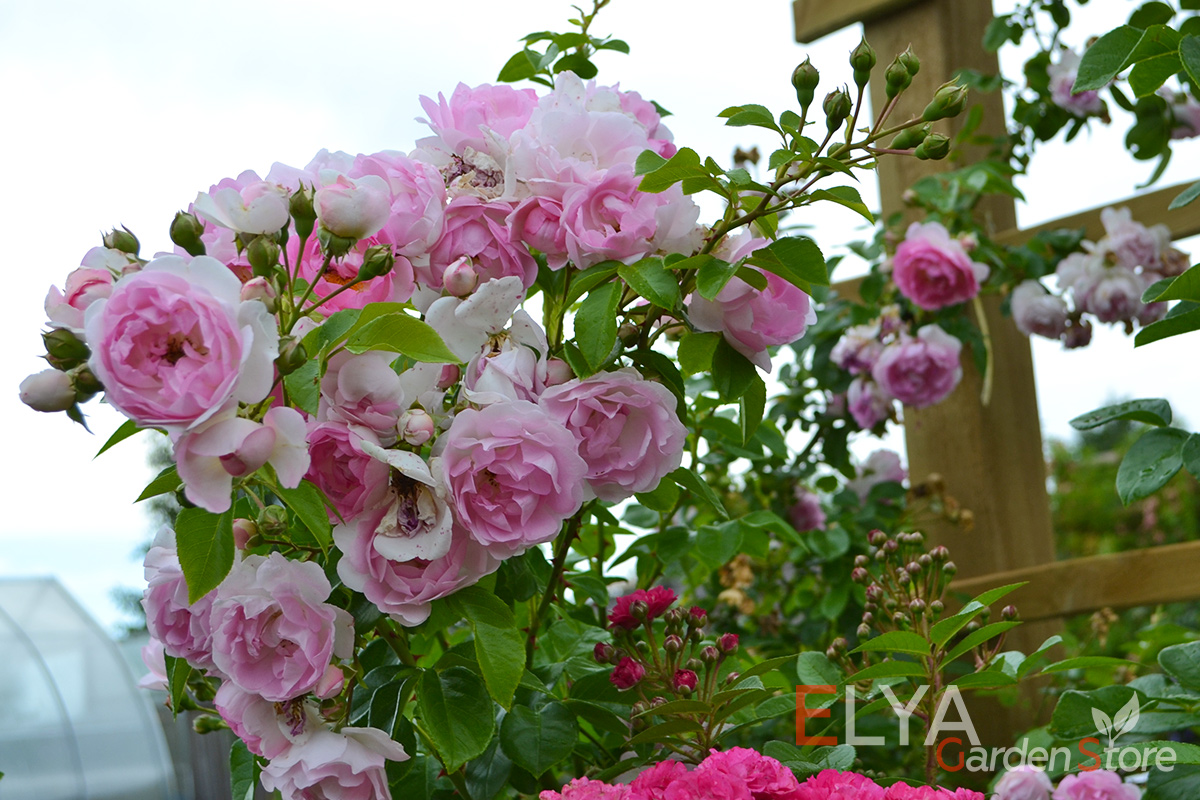 Все оттенки нежного розового на лепестках плетистой розы Жасмина - саженцы в магазине Elya Garden - фотография