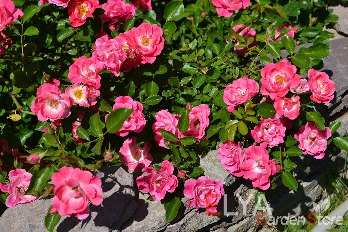 Простые, но притягательно-нежные цветы розы Фуксия мейяндекор - саженцы в магазине Elya Garden