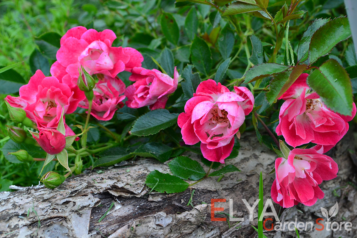 Корнесобственные саженцы розы Фуксия Мейяндекор в магазине питомника Elya Garden - фотография