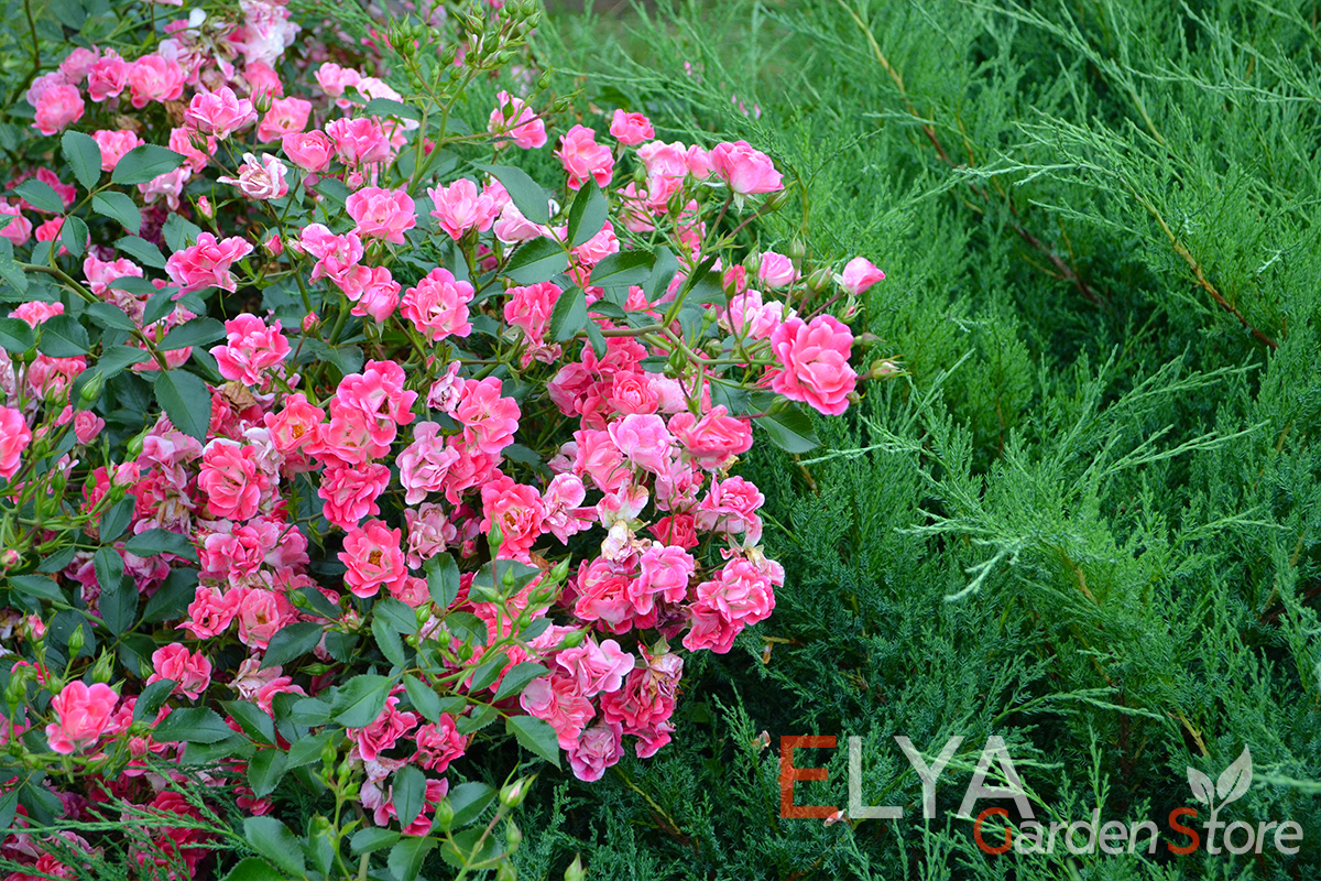 Саженец розы Фуксия Мейяндекор - невероятно обильное цветение, изменчивая окраска - фото магазина Elya Garden
