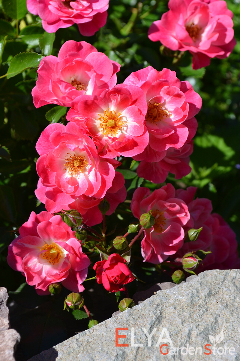 Цветы розы Фуксия Мейяндекор порадуют интересным блестящим эффектом шелка -фотография питомника саженцев Elya Garden
