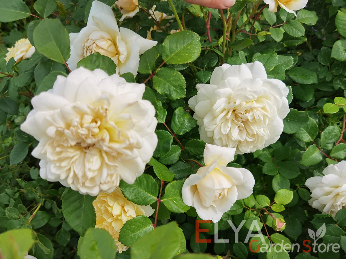Даже отцветая розы Крокус Роуз не теряют декоративных качеств - фотография питомника Elya Garden