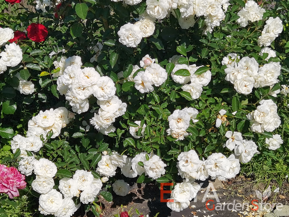 Роза Карт Бланш - обильное и продолжительное цветение - фото магазина саженцев Elya Garden