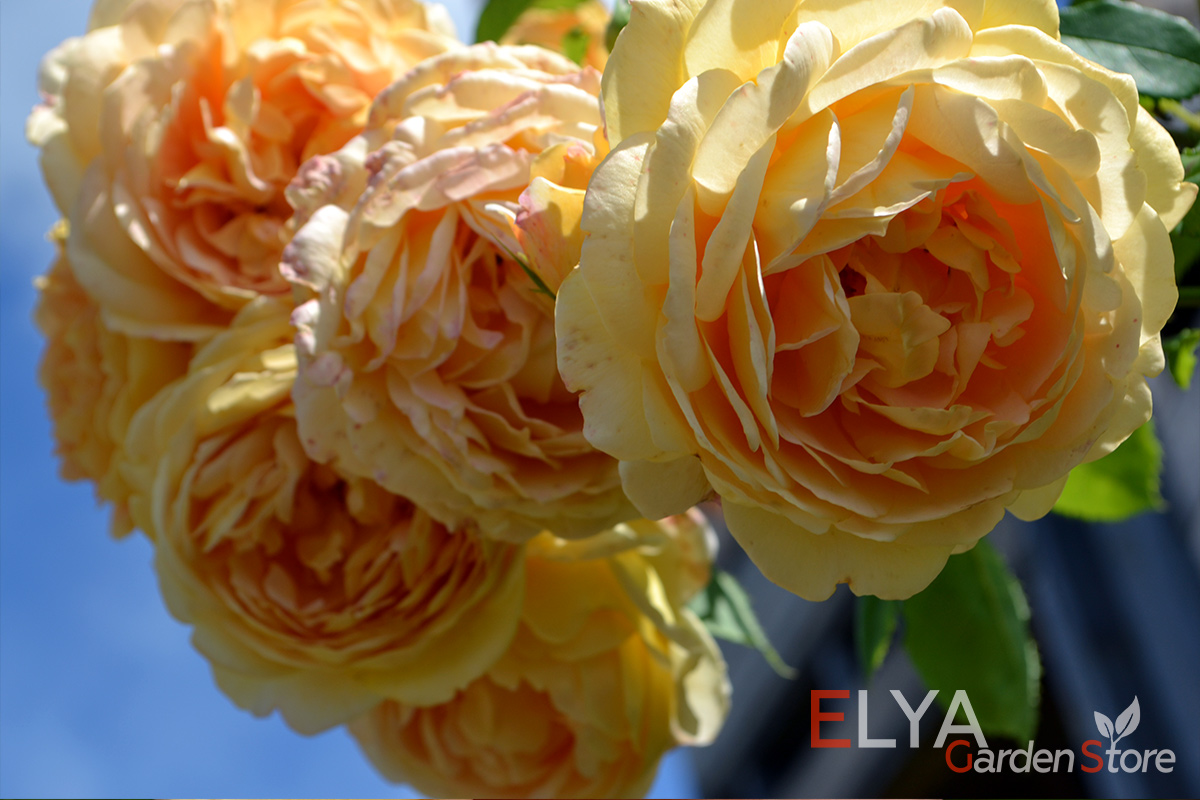 Голден селебрейшен - настоящая роза шедевр, которая подарит вам впечатляющее продолжительное цветение - фото магазина саженцев Elya Garden