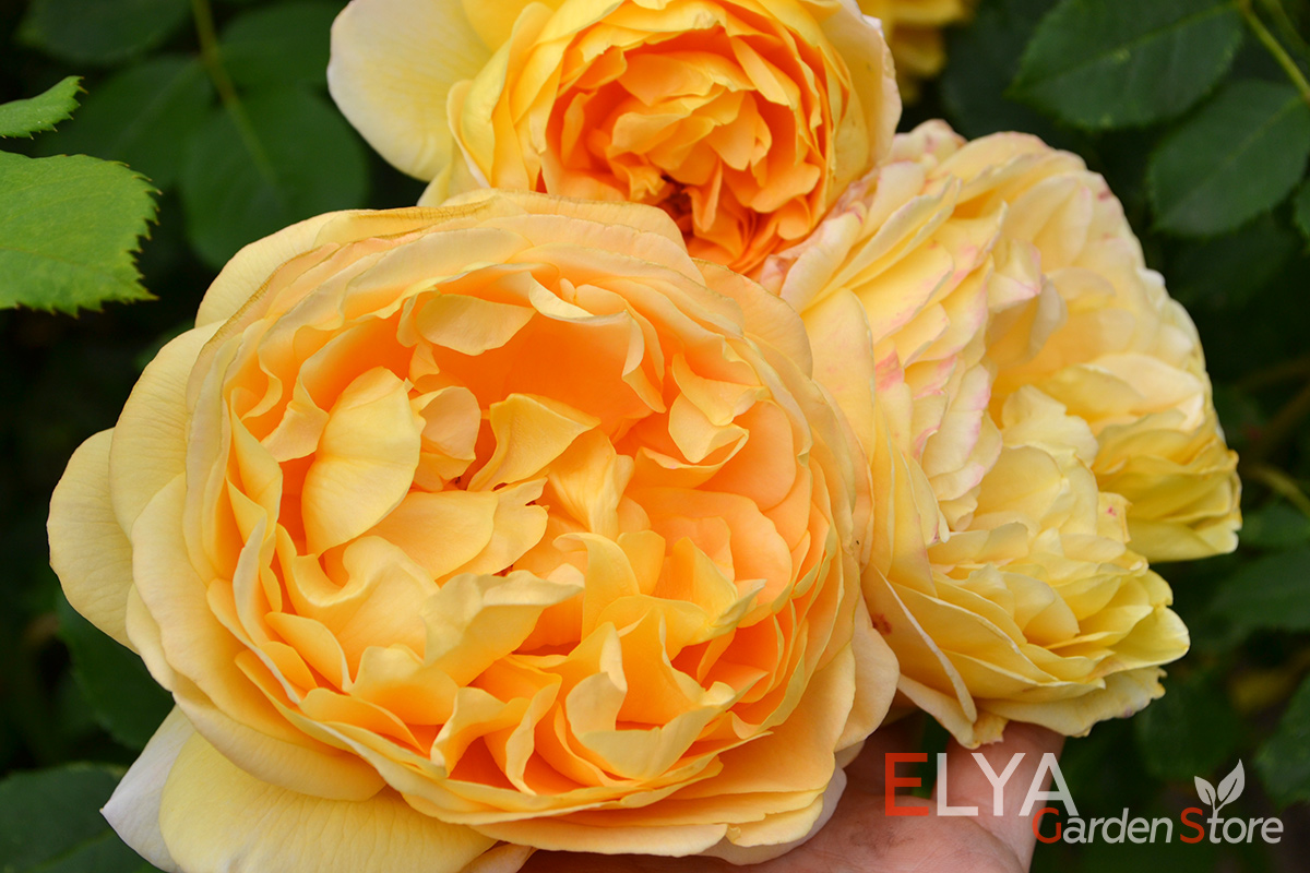 Саженец розы Голден Селебрейшен, корнесобственный с ЗКС - на фото цветение розы - Elya Garden