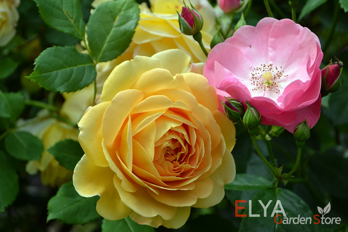 Роза Голден Селебрейшен - шарм настоящей английской розы. Махровые слегка поникающие цветы, обильное и продолжительное цветение - фото магазина саженцев Elya garden