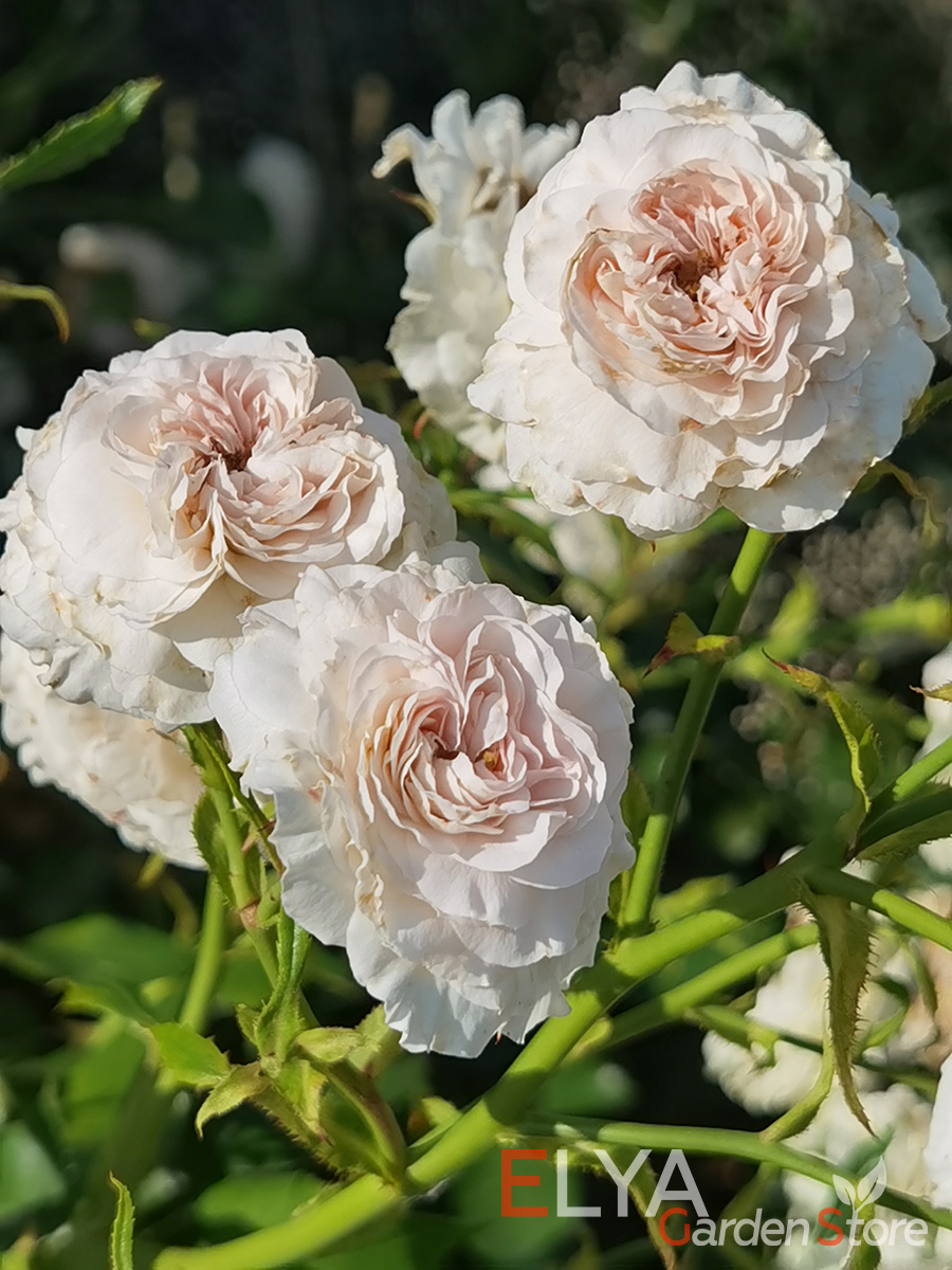 Саженец розы Лариса - не слишком высокий шраб с обильным и продолжительным цветением - фото магазина Elya Garden