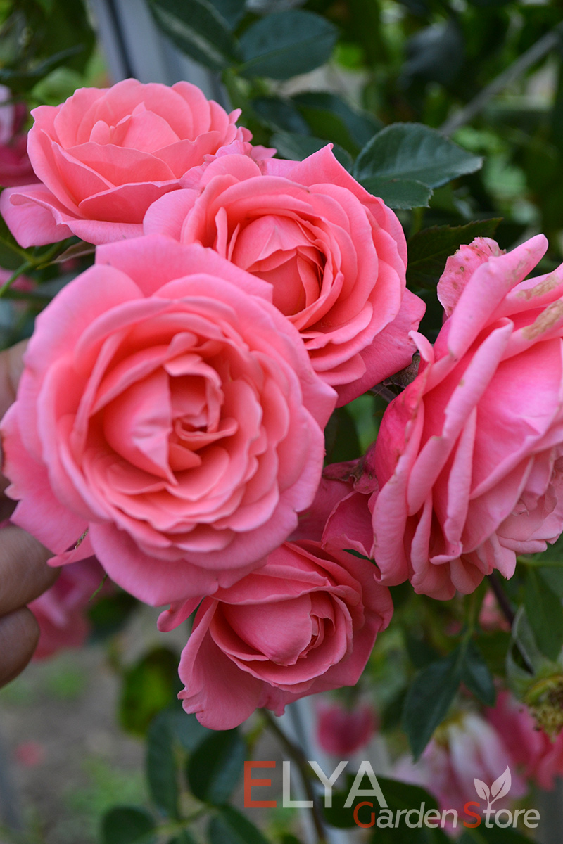 Саженец розы Шокенборг - удивительная лососевая окраска, густомахровые цветы, обильное цветение - фото питомника Elya Garden