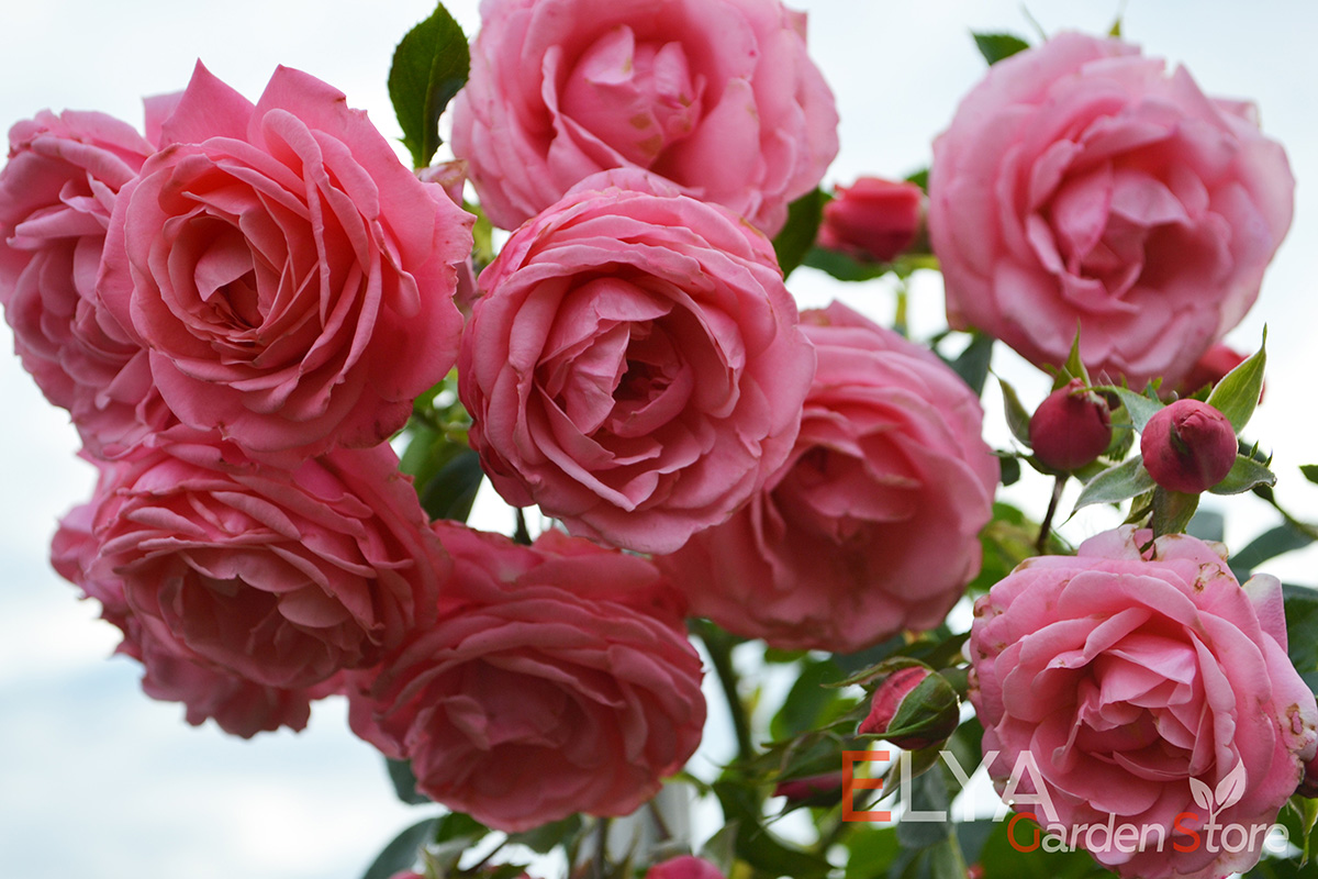 Роза Шокенборг - потрясающе красивое цветение в необычных розово-лососевых красках - фото магазина саженцев Elya Garden