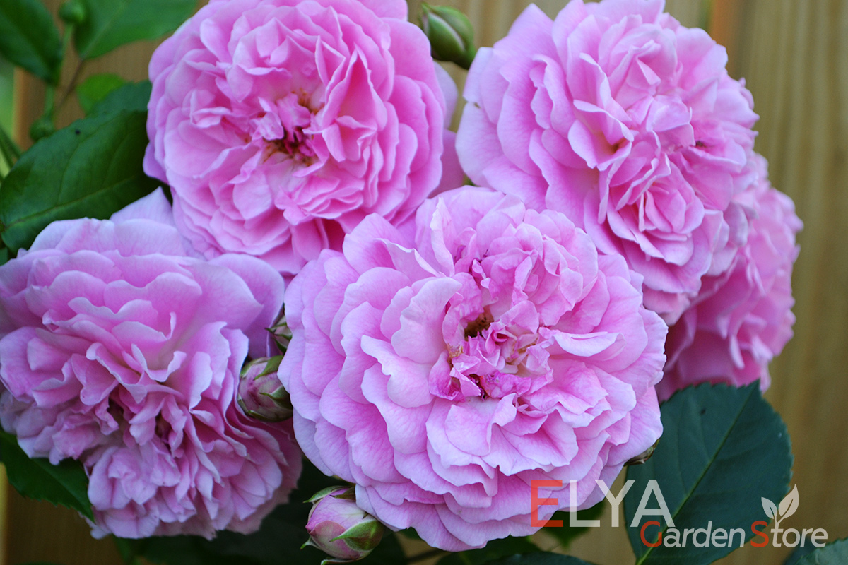 Саженец розы Лавендер Лесси - корнесобственный, с ЗКС. Обильное цветение, крупные махровые цветы с интересными лиловыми тенями - фото питомника Elya Garden