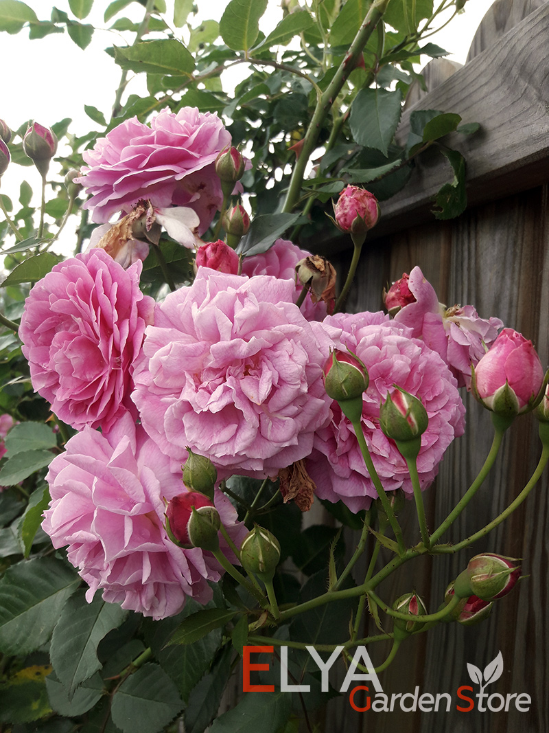 Роза Лавендер Лесси - мускусный гибрид, но от других роз этого типа ее отличает очень крупный махровый цветок с интересной расцветкой - фото магазина саженцев Elya Garden