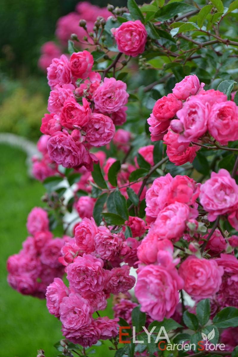 Саженец плетистой розы Эксцельса - великолепный карминный яркий оттенок махровых цветов - фото питомника Elya Garden