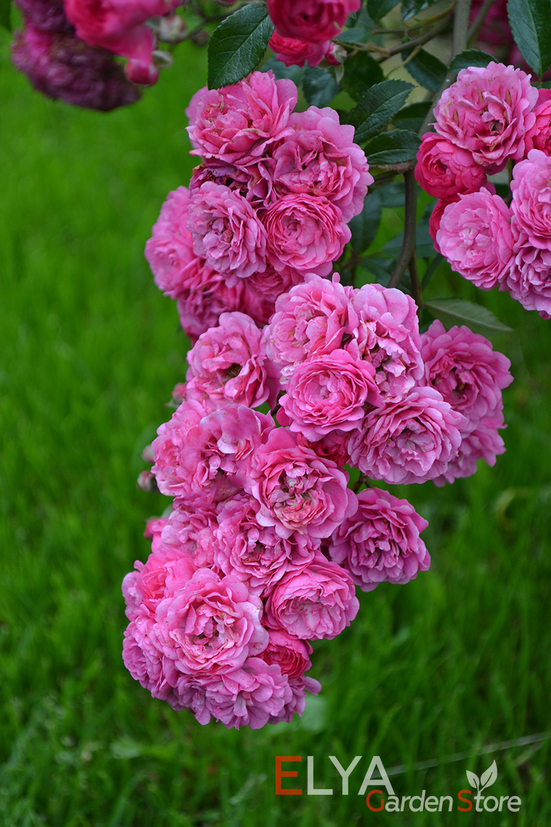 Со временем распустившиеся цветы плетистой розы Эксцельса становятся более светлыми - фото питомника саженцев Elya Garden