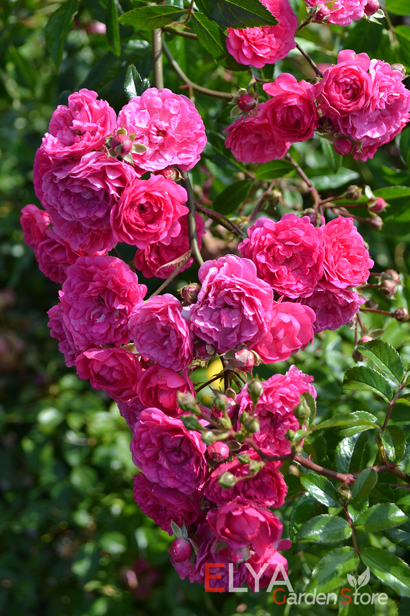 Саженец розы Эксцельса - корнесобственный, не привитой в магазине Elya Garden с бесплатной доставкой - фотография