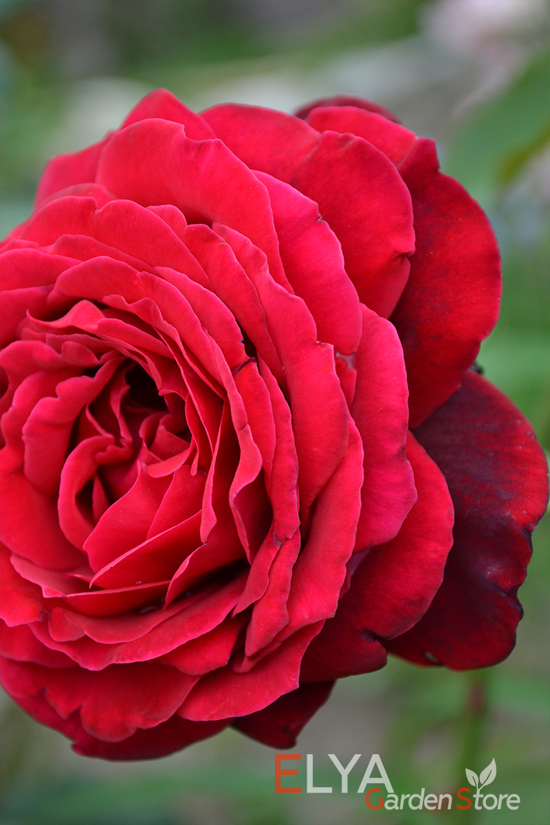 Цветы розы Уилмер Мюнштер яркие, идеальной формы, махровые. Каждым из них можно наслаждаться часами - фото магазина саженцев Elya Garden