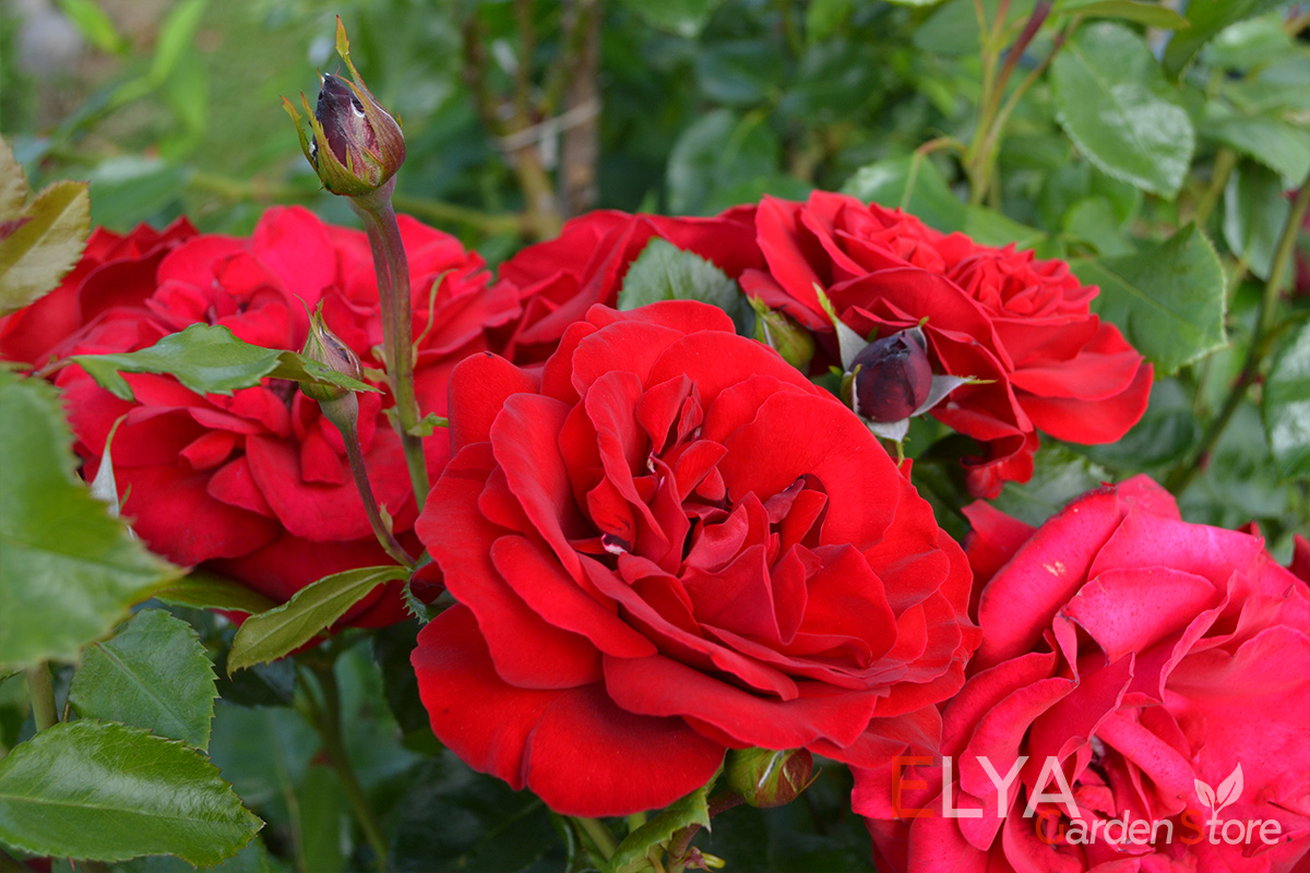 Великолепные яркие оттенки красного на лепестках розы Уилмер Мюнштер - корнесобственные саженцы в магазине Elya Garden - фотография