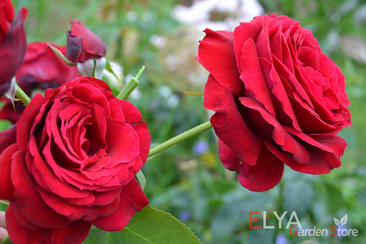 Идеально сложенные бутоны и распускающиеся цветы розы Уилмер Мюнштер доставят исключительное эстетическое удовольствие - фото питомника саженцев Elya Garden