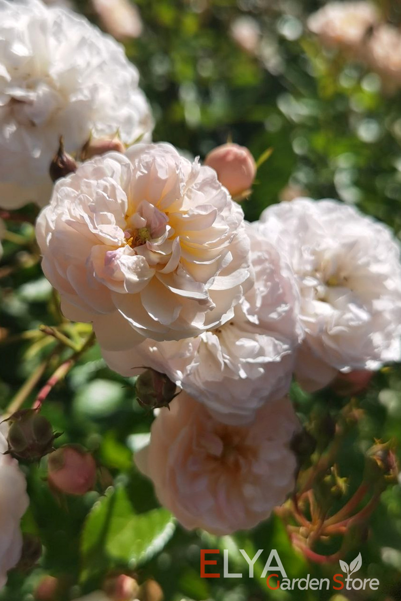 Саженец розы Брайс Парфюм - цветет обильно и продолжительно небольшими махровыми розочками нежной расцветки, благоухает потрясающим ароматом свежего яблока и цветущей липы - фото магазина Elya Garden