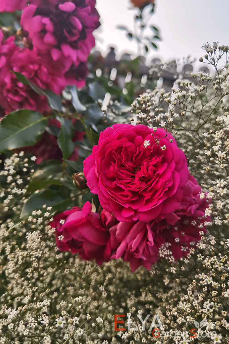 Плетистая роза Лагуна порадует яркими оттенками и разнообразием форм распустившихся цветов - фото питомника саженцев Elya Garden