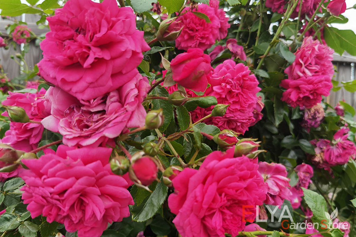Корнесобственные саженцы розы Лагуна в магазине Elya Garden с бесплатной доставкой - фотография 