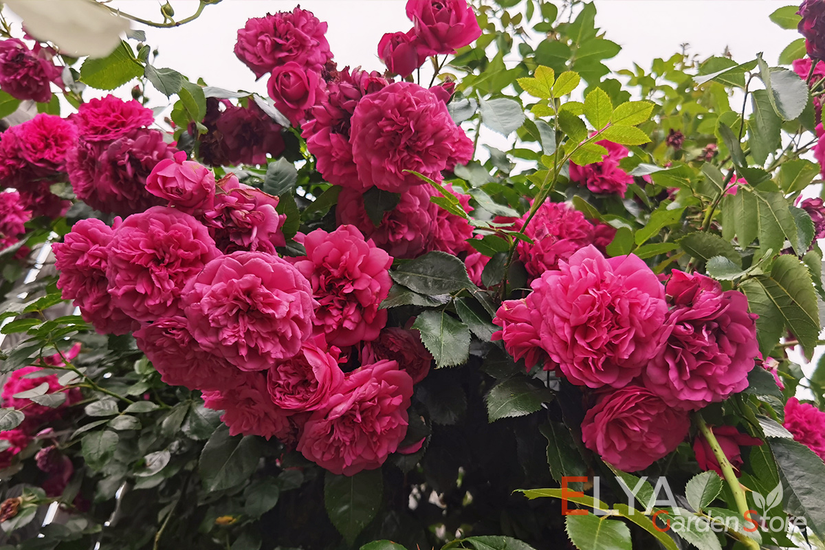 Саженец розы Лагуна - обильно цветущий крупноцветковый рамблер - фото питомника Elya Garden