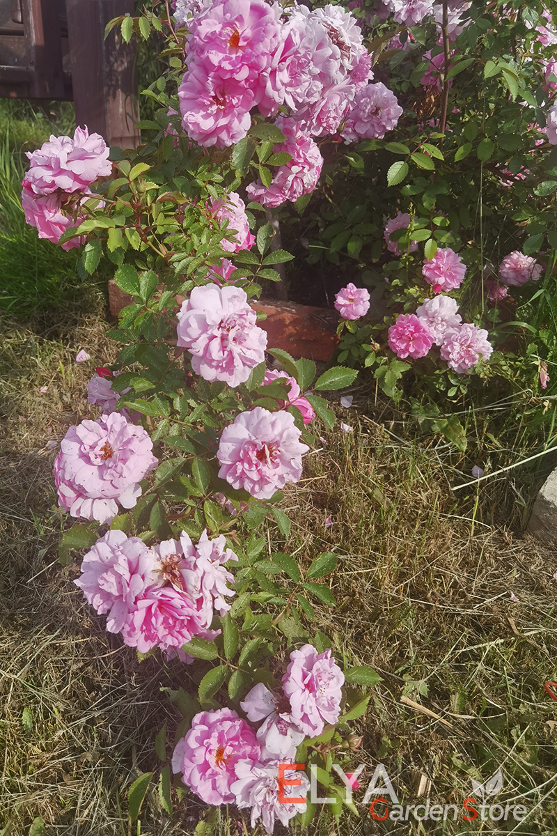 Роза Джон Дэвис формирует фонтанообразный раскидистый куст. Каждый побег усыпан цветами - фото питомника саженцев Elya Garden