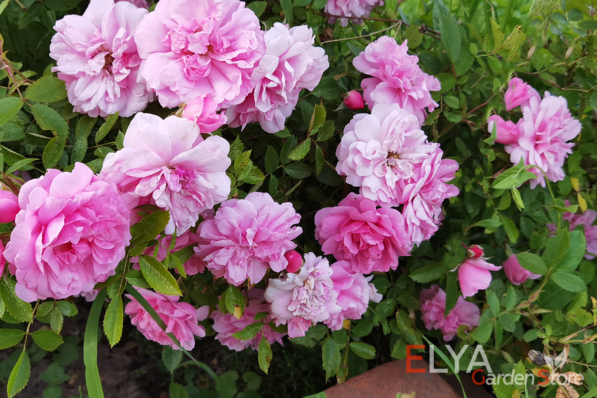 Роза Джон Дэвис - обильноцветущая парковая роза, простая в уходе - фото магазина саженцев Elya Garden 
