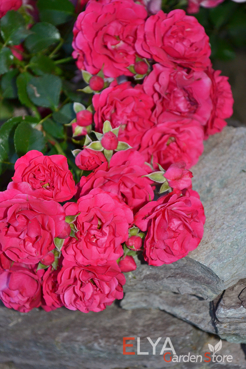Роза гартнерфройде - отличное сочетание яркого продолжительного цветения и минимальных требований к уходу - фото питомника саженцев Elya Garden 