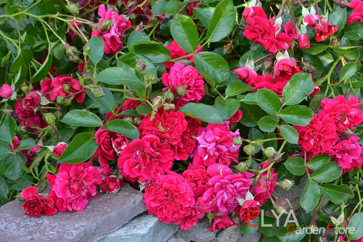 Роза Гартнерфройде формально - шраб, но растет кк почвопокровная роза, идеальна для бордюров дорожек - фото питомника Elya Garden 