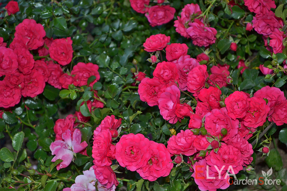 Роза Гартнерфройде - это потрясающе яркое цветение в насыщенных оттенках красного - фотография