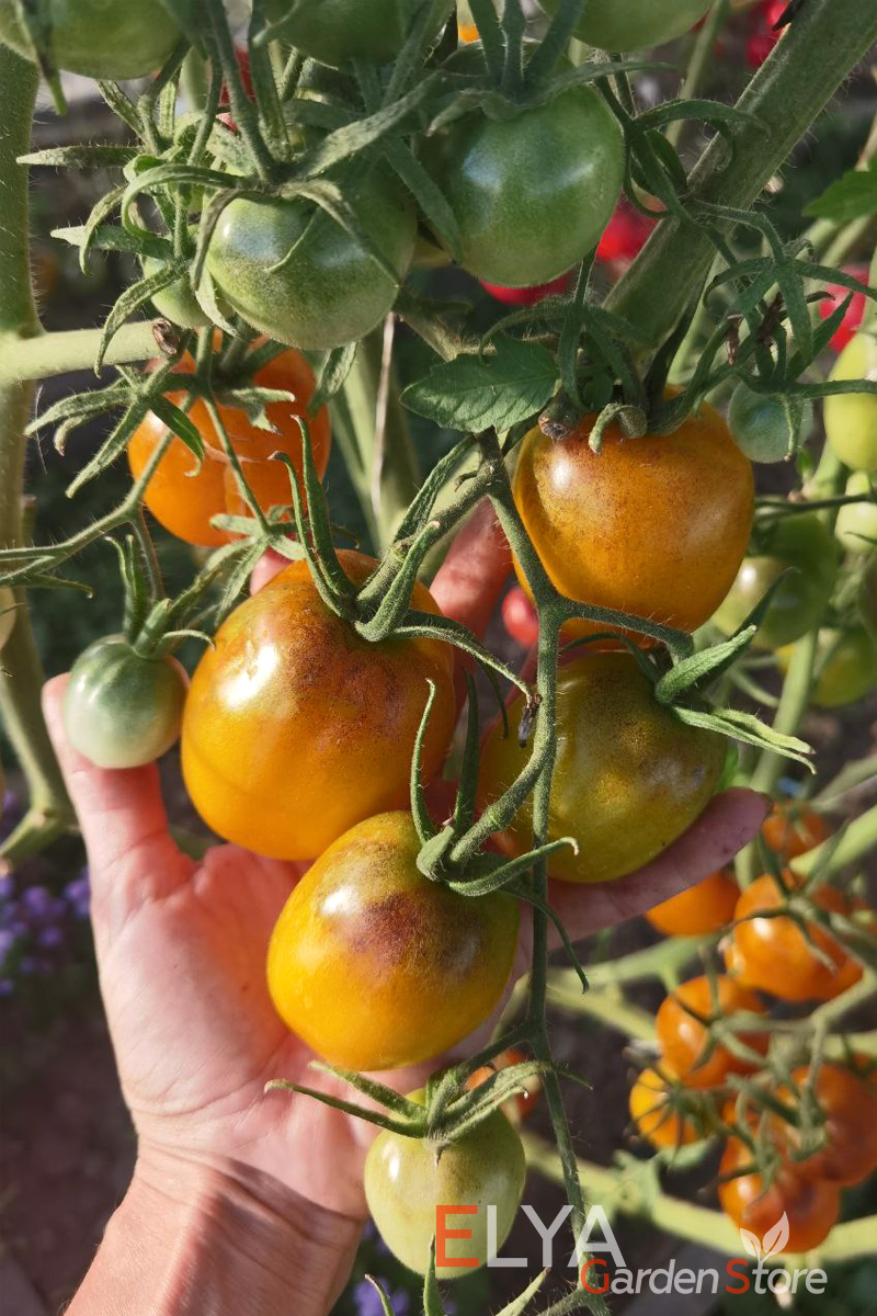Томат Боске Синий Шмель - потрясающе урожайный красивый и вкусный коллекционный сорт - семена в магазине Elya Garden