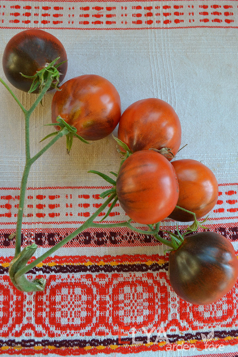 Томат Синяя Груша порадует необычной расцветкой, отличной урожайностью и великолепным вкусом - семене в магазине Elya Garden