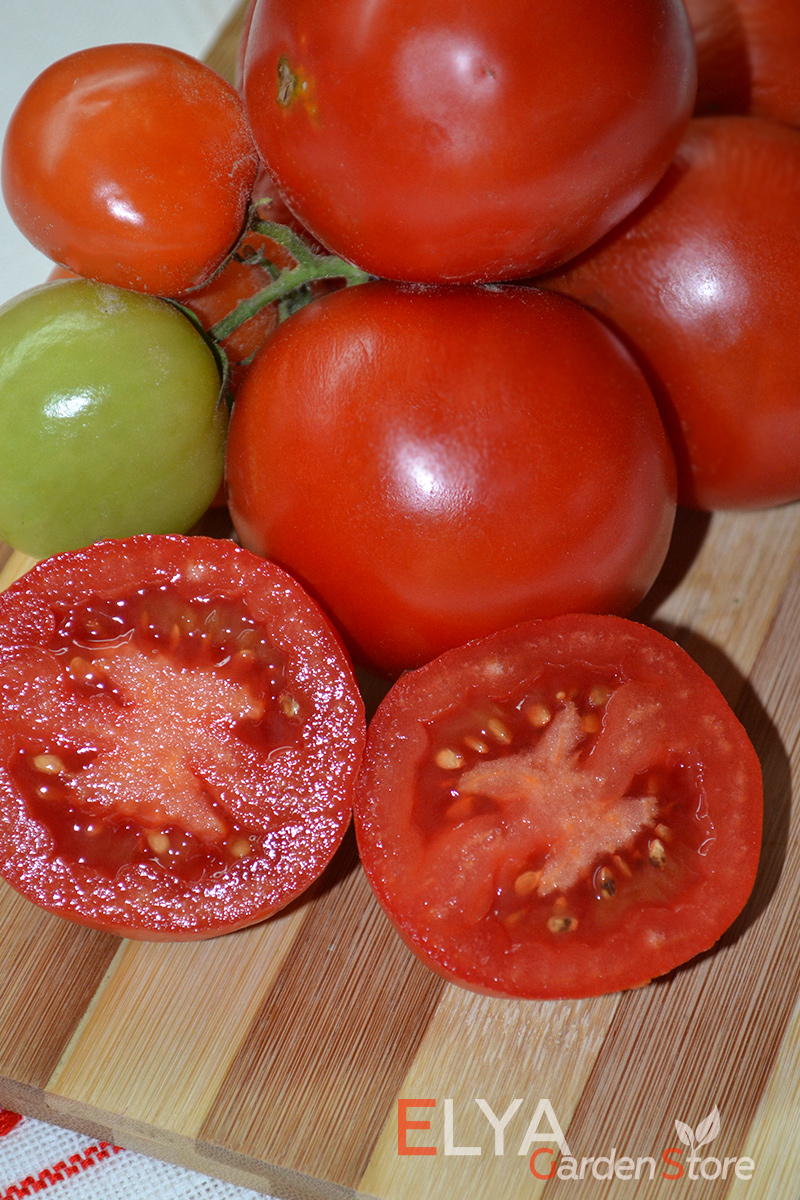 Семена томата Дубок - отечественный коллекционный сорт, который порадует неприхотливостью и отличной урожайностью - фото магазина Elya Garden