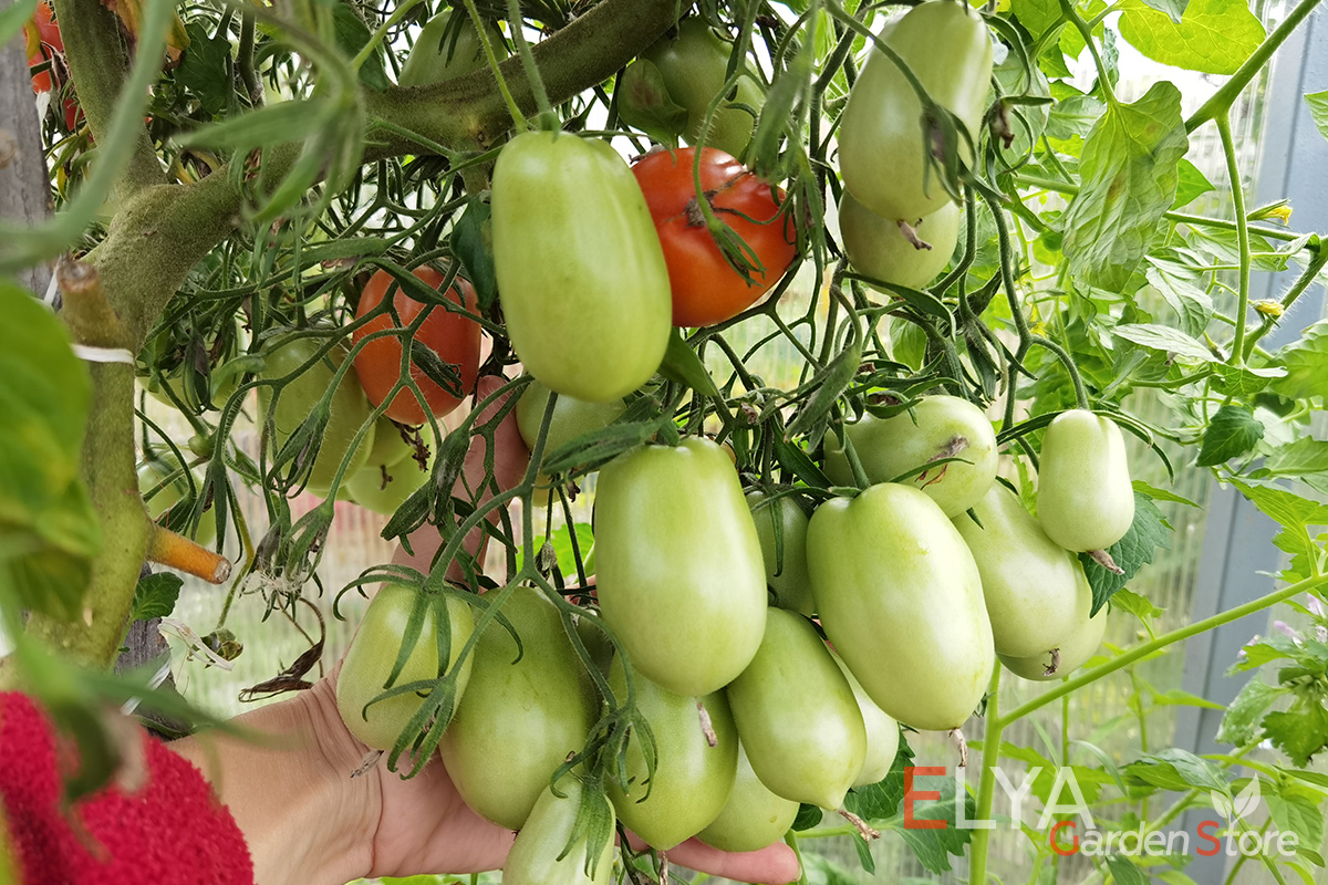Семена томата Сливка Бендрика Красная - отличный детерминантный сорт, буквально усыпан плодами - фото магазина Elya Garden