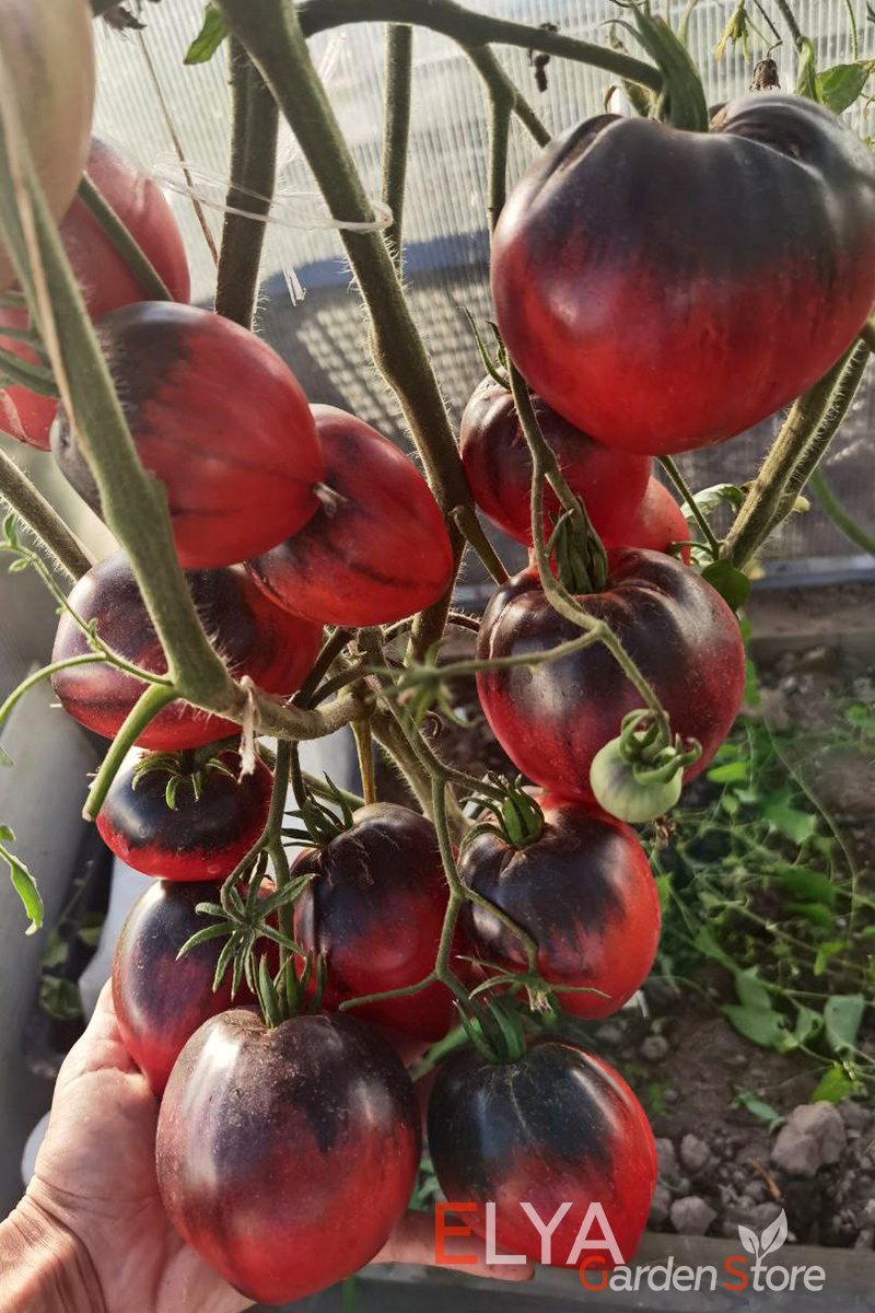 Семена томата Сержант Пеппер - очень урожайный коллекционный сорт в магазине Elya Garden - фото