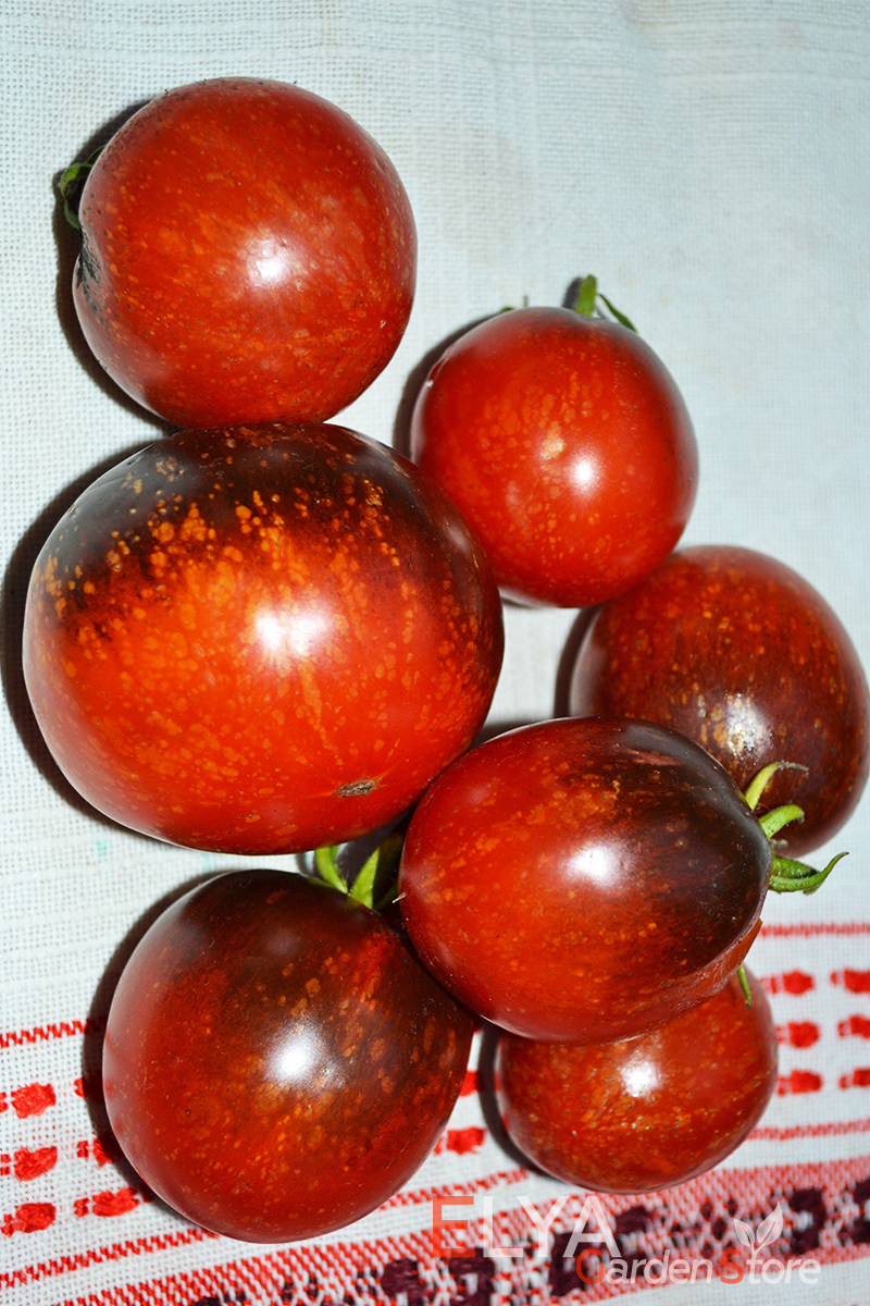Семена томата Темная Галактика - коллекционный сорт в магазине Elya Garden с бесплатной доставкой - фото
