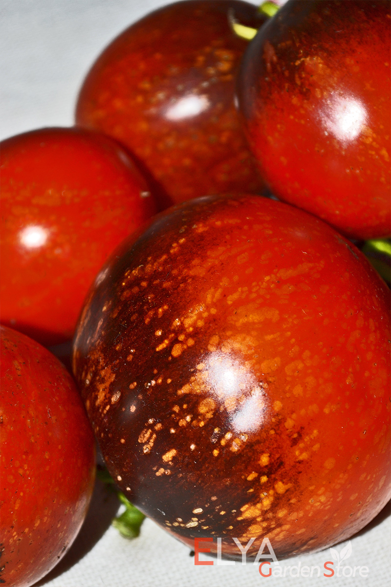 Семена томата Темная галактика - интересный коллекционный сорт с экзотичной окраской и насыщенным сладким вкусом - семена в магазине Elya Garden