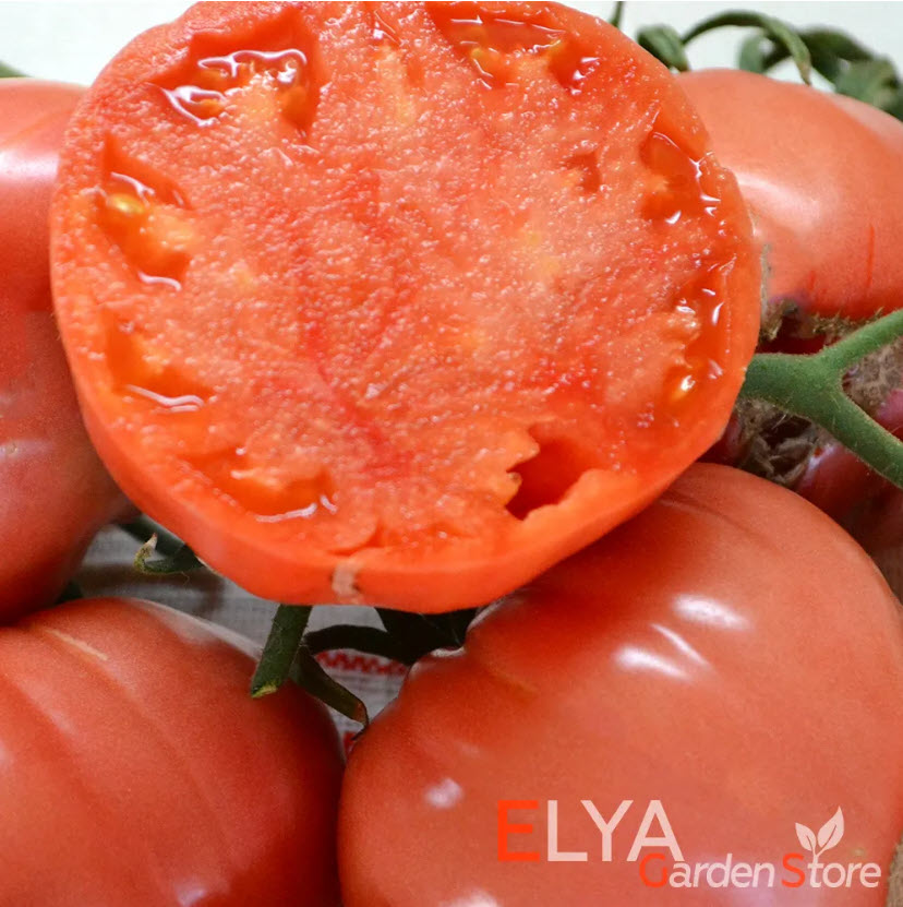 Семена томата Канары - коллекционный сорт, надежный, неприхотливый, очень вкусный - фото
