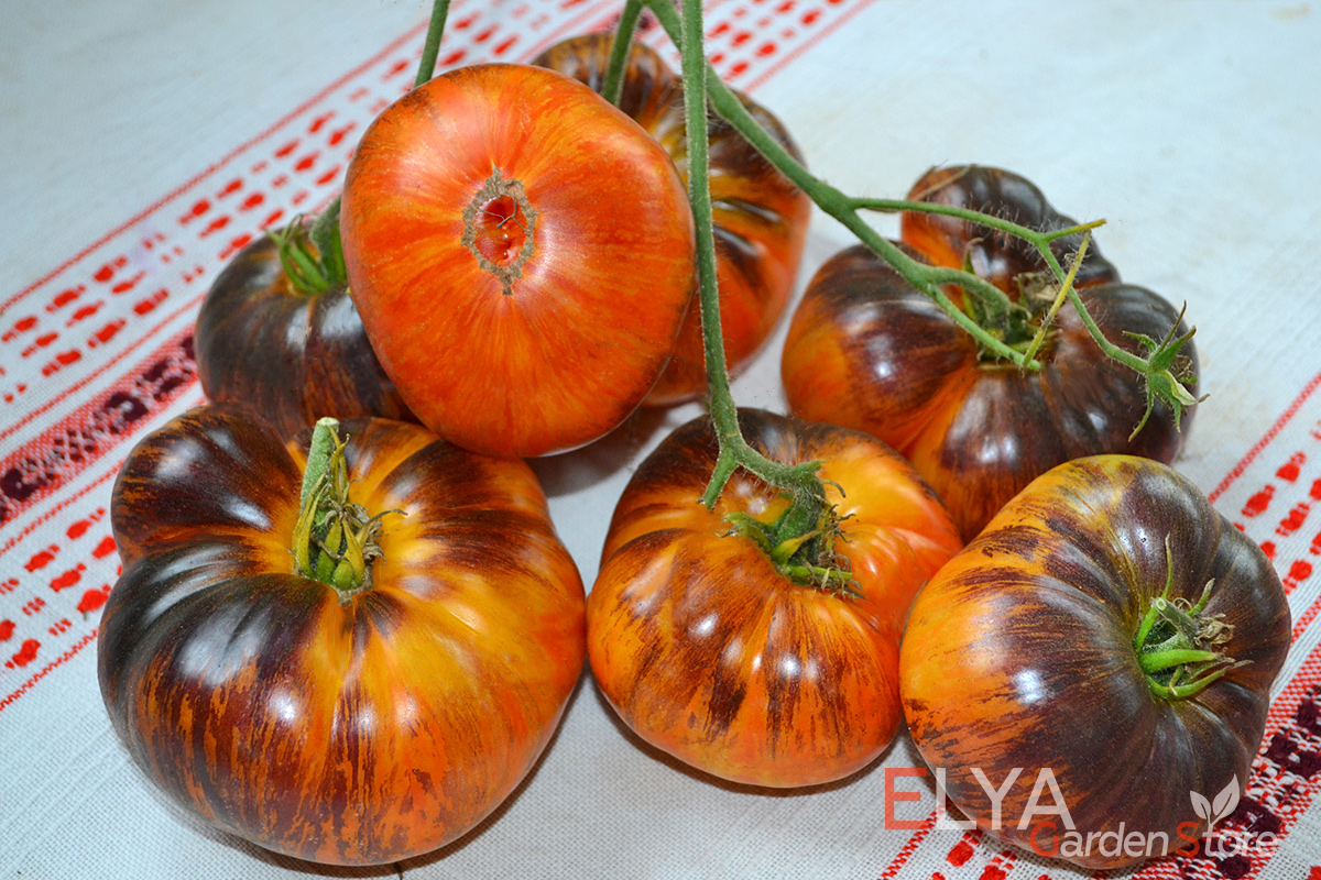 Семена томата Пурпурный Восход - отличный коллекционный сорт, потрясающе красивый и вкусный  - в магазине Elya Garden - фото