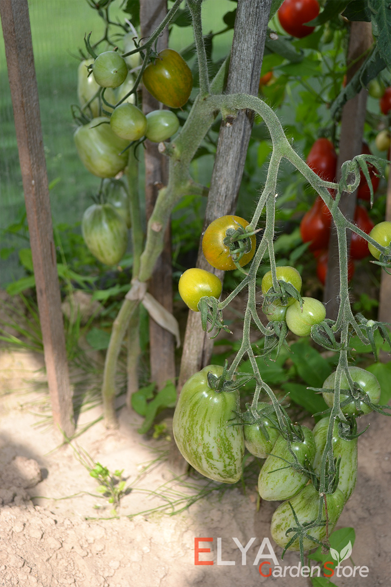 Семена томата Модная Мэри - урожайный и неприхотливый гном с интересной расцветкой и удивительным вкусом - фото Elya Garden